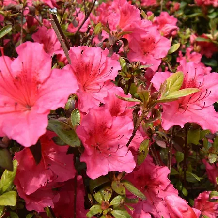 4 Bed In Bassenthwaite 91210 *