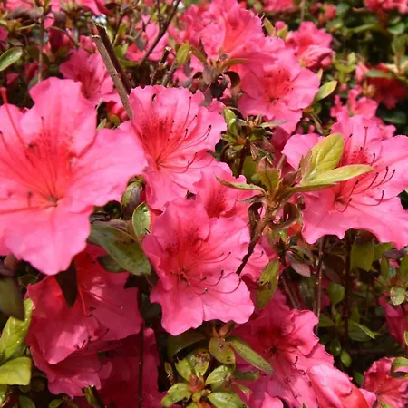 別荘 4 Bed In Cockermouth Oc-91210 *